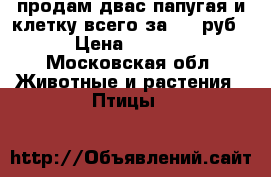 продам двас папугая и клетку всего за 2000руб. › Цена ­ 2 000 - Московская обл. Животные и растения » Птицы   